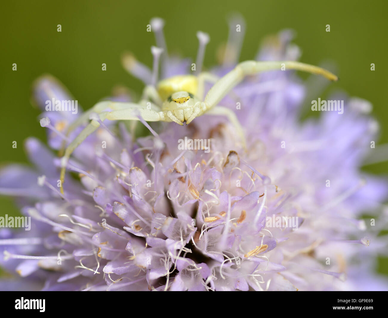 Macro d'araignée crabe (Misumena vatia) sur knautia fleur vu de l'avant Banque D'Images