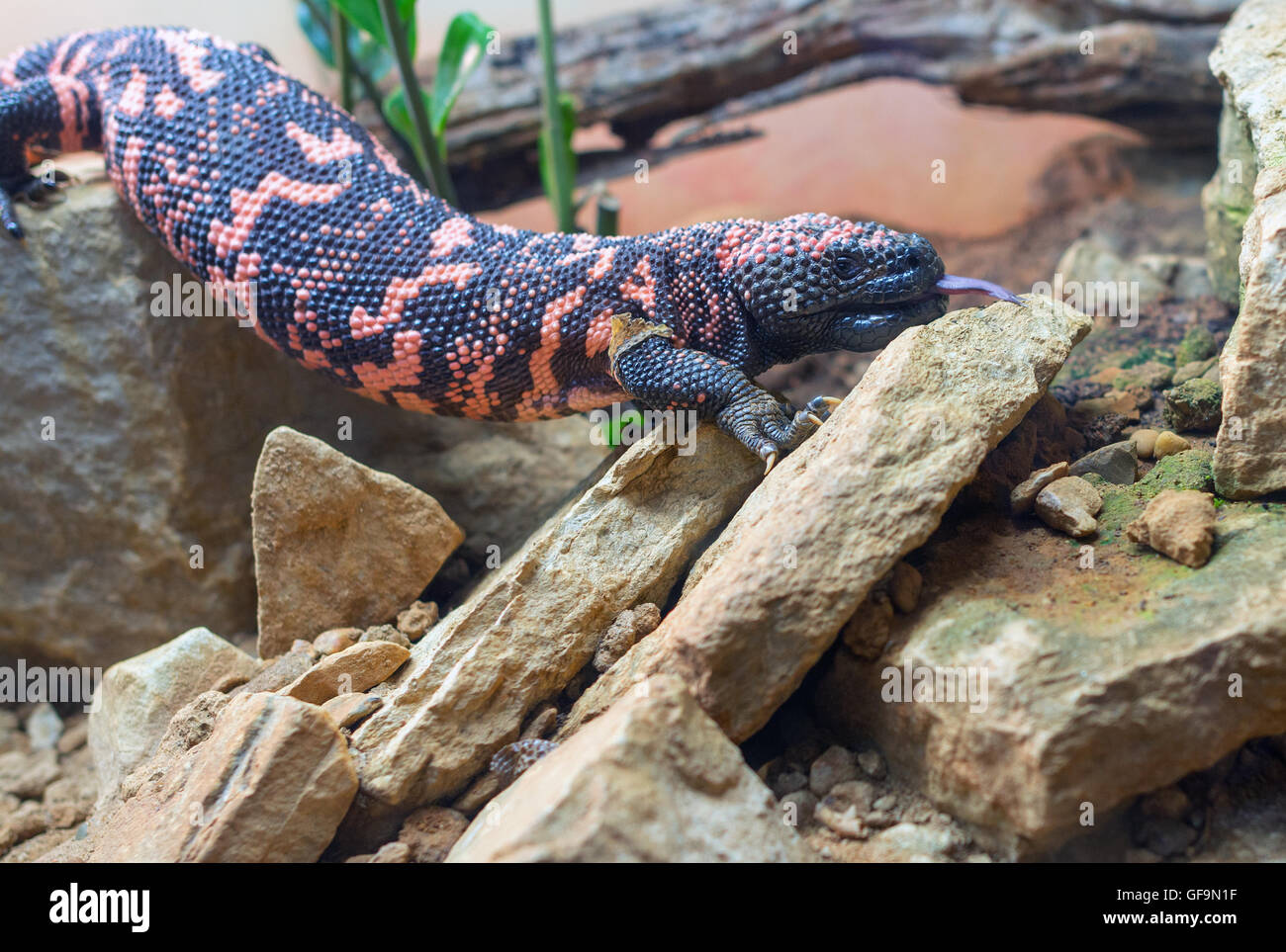 Heloderma suspectum, Gila Monster Banque D'Images