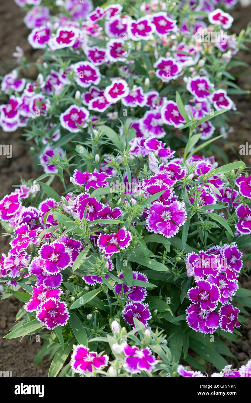 Dianthus barbatus 'Festival Violet Picotee' F1 fleurs Banque D'Images