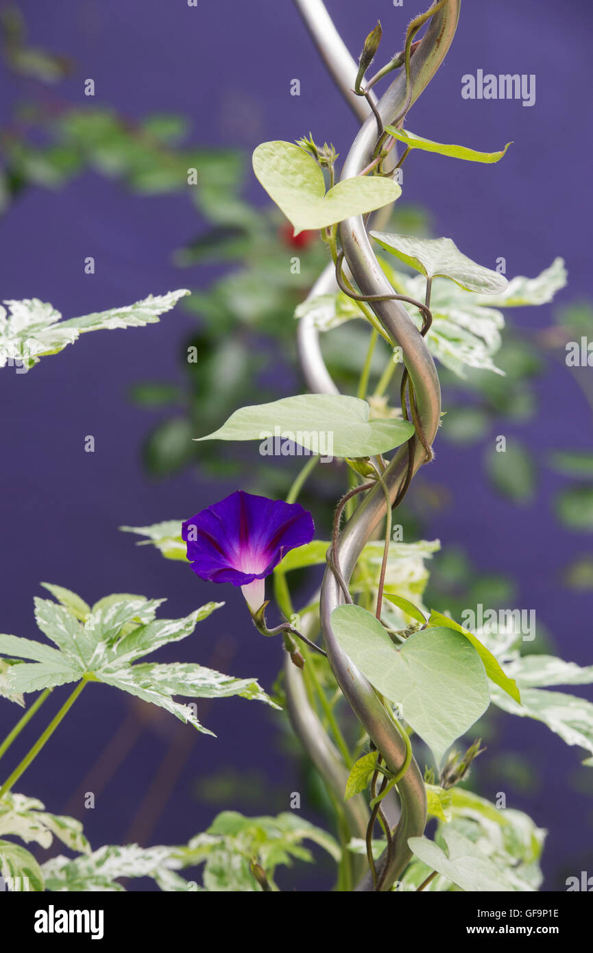 L'Ipomoea nil 'Grandpa Ott'. Gloire du matin croissant sur un cadre métallique contre fond violet Banque D'Images