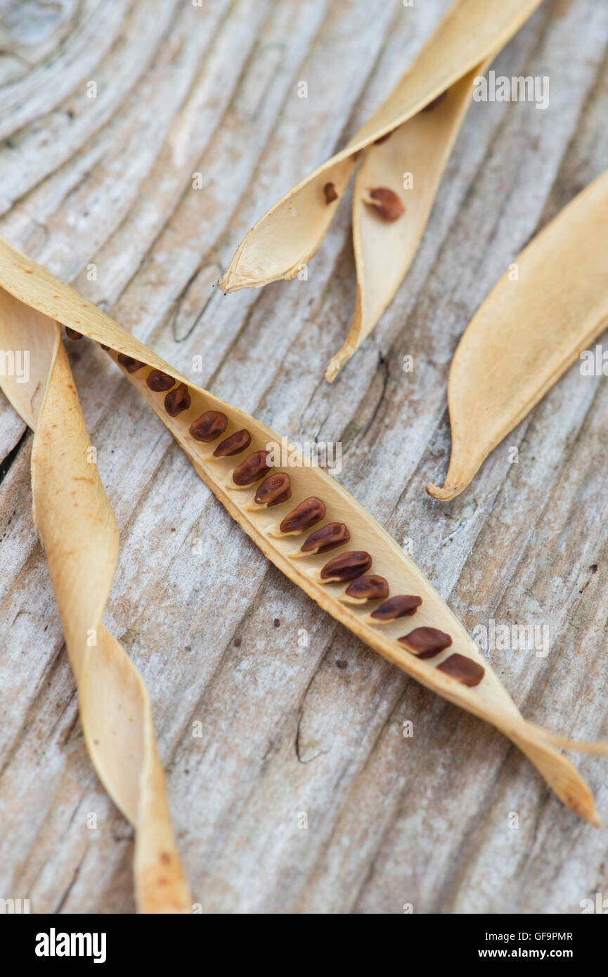 Lathyrus latifolius. À larges feuilles séchées pois éternelle les coupelles de semences et graines sur bois Banque D'Images