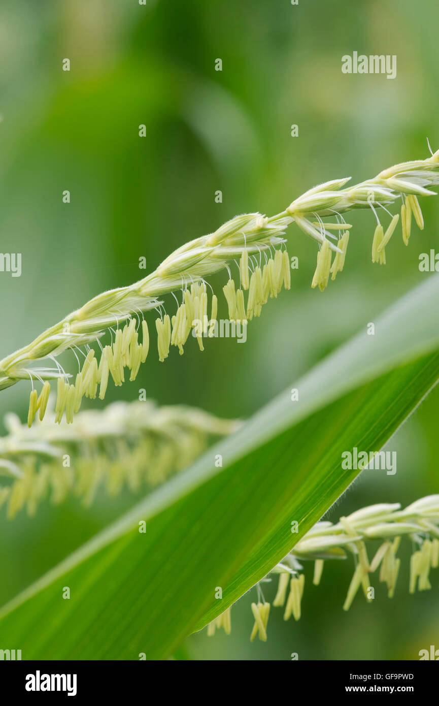 Zea mays. Les fleurs mâles sur une usine de maïs doux en été Banque D'Images