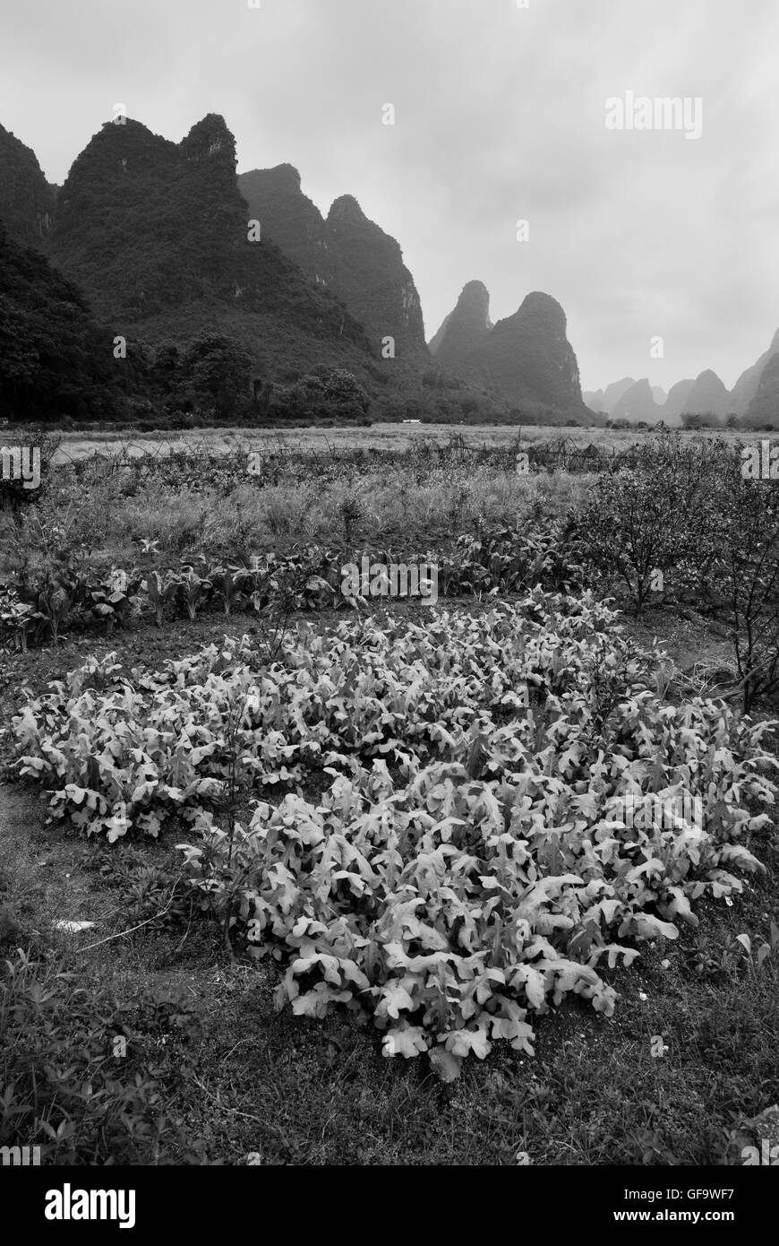 Rizière et paysage de montagne karstique dans Yangshuo (Guilin, Chine) Banque D'Images