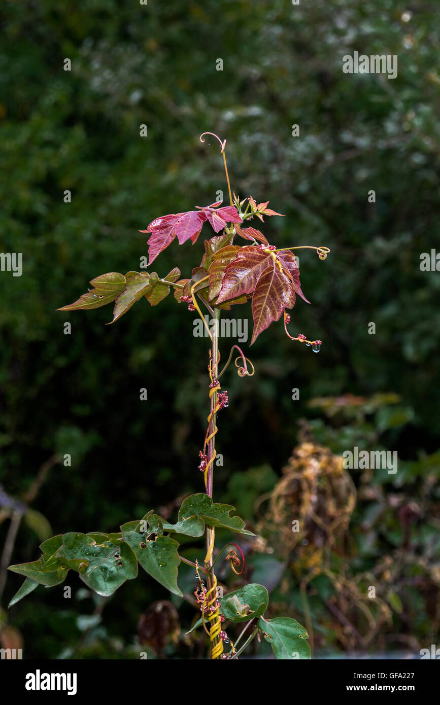 Plantes avec de nombreuses vrilles qui sont prises sur fond noir Banque D'Images