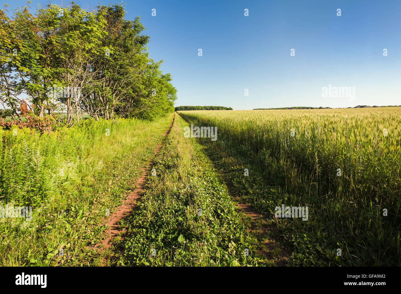 Une route le long d'un champ plein de blé. Banque D'Images