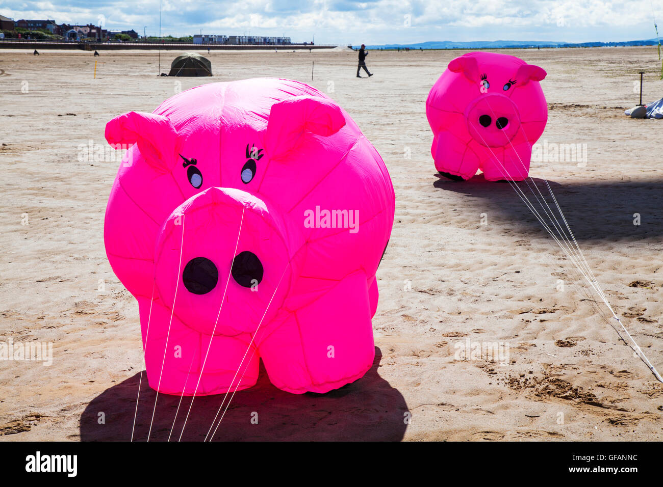 Lytham St Anne, près de Blackpool, Royaume-Uni. 30 juillet, 2016. Lynn Bleasdale avec son motif animal captif videur gonflable, a été l'un des premiers kiters pour en arriver à ce festival annuel de mer Ciel Art. Le festival a présenté une seule ligne cerfs-volants de toutes formes et tailles, y compris un énorme gonflable rose porcs et autres animaux et même des hippopotames. Credit : MediaWordlmages/Alamy Live News Banque D'Images