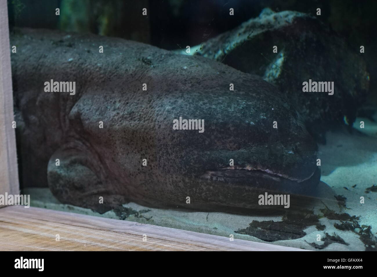 Londres, Royaume-Uni. 30 juillet, 2016. Une grande salamandre chinois à ZLS London Zoo un jour d'ouverture pour les petites créatures Festival familial, England, UK. Credit : Voir Li/Alamy Live News Banque D'Images