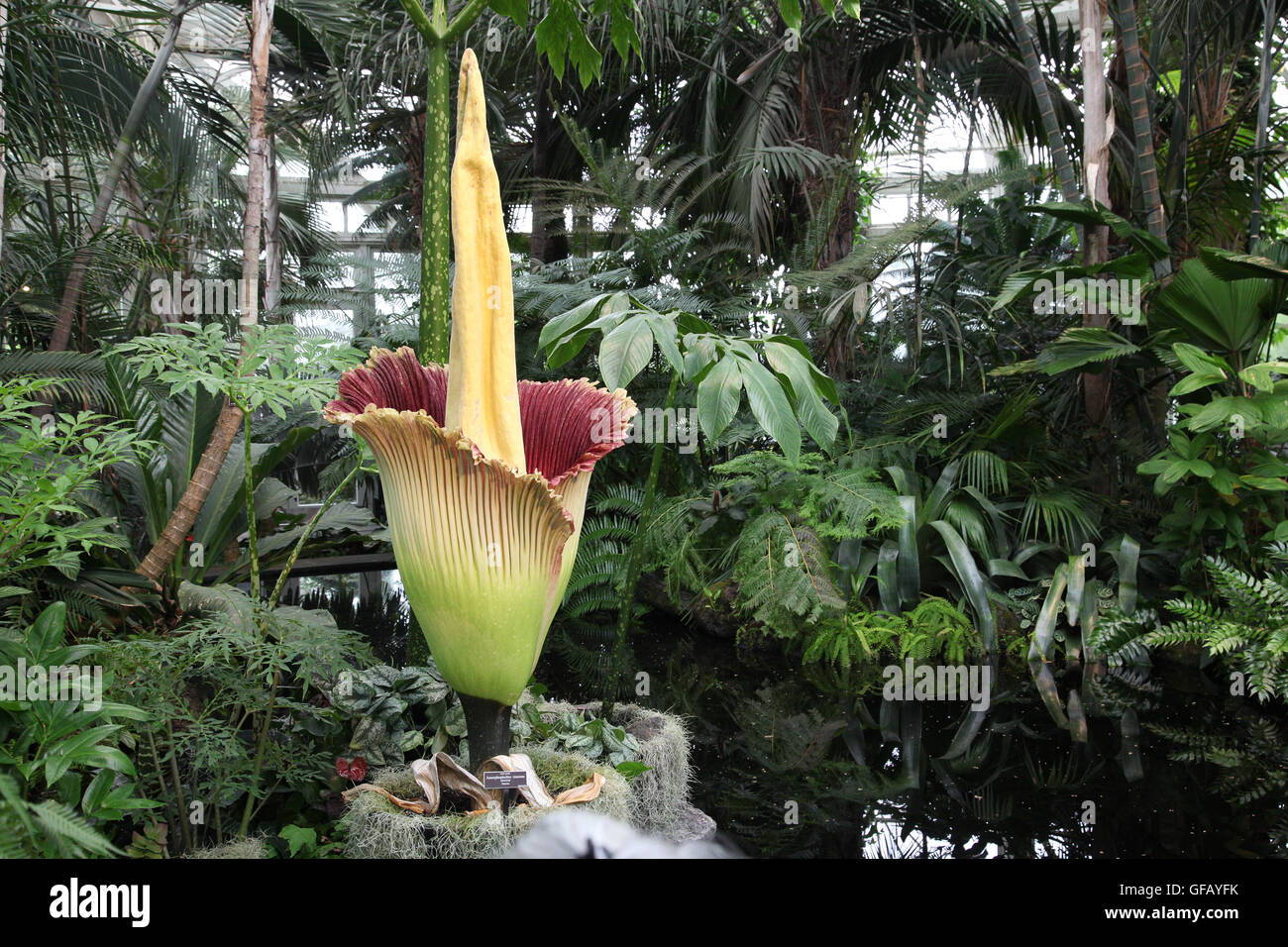 Bronx, NY, USA. 29 juillet 2016. La fleur cadavre est exposée dans le New York Botanical Garden's Haupt Conservatory durant son bref cycle de floraison. Wanda Lotus/Alamy Live News Banque D'Images