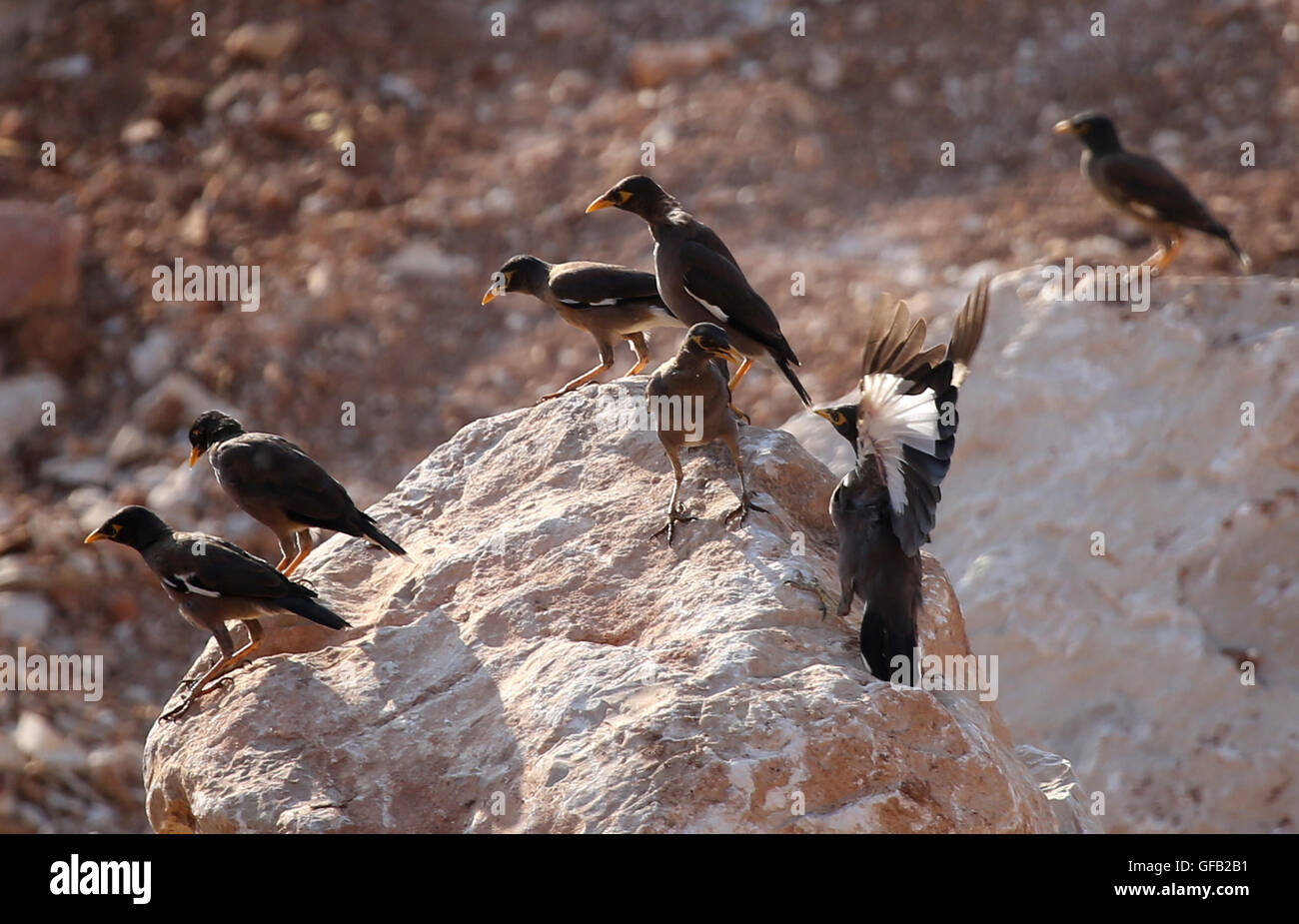 Tubas. 30 juillet, 2016. Myna oiseaux communs sont vus dans la ville cisjordanienne de Tubas, le 30 juillet 2016. La Common Myna est originaire du sud de l'Asie et a été introduite dans de nombreuses autres parties du monde. En 2000, il a été retenue parmi les 100 pires espèces envahissantes par la Commission de la sauvegarde des espèces, Union internationale pour la conservation de la Nature (UICN). © Ayman Nobani/Xinhua/Alamy Live News Banque D'Images