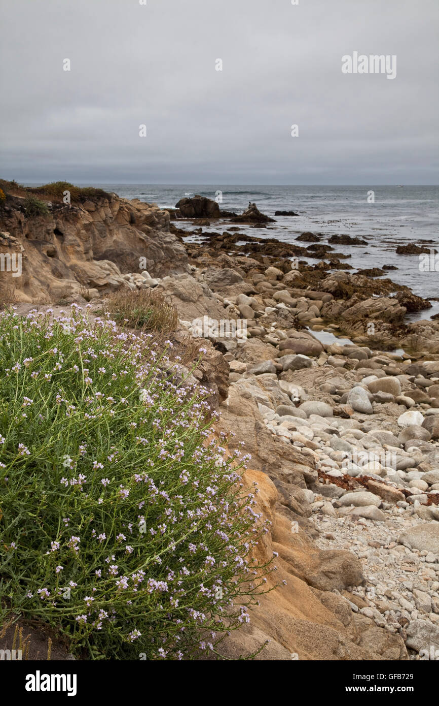 Plage de galets, Carmel, Monterey County Banque D'Images