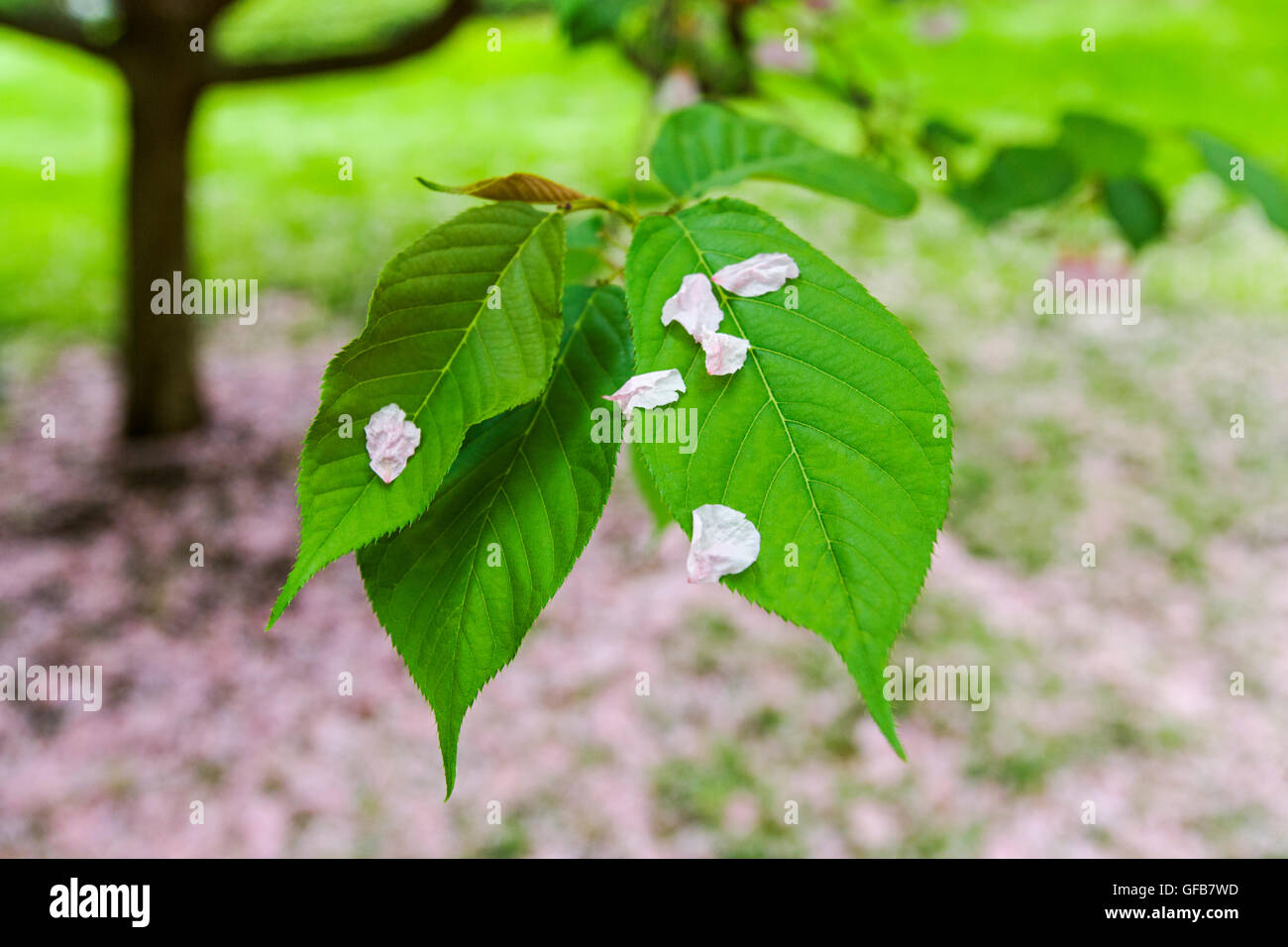 Des pétales de fleurs de cerisier japonais sur les feuilles des arbres Banque D'Images