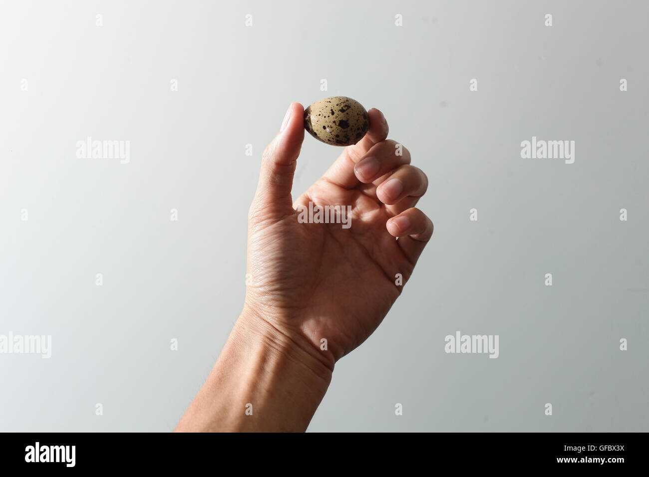 Cailles au nid. Petit oiseau avait un enfant dans ses mains Banque D'Images