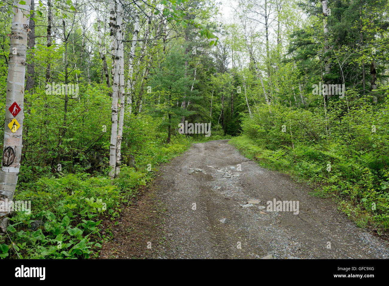 Contryside ontario canada sentier nature à forest Banque D'Images