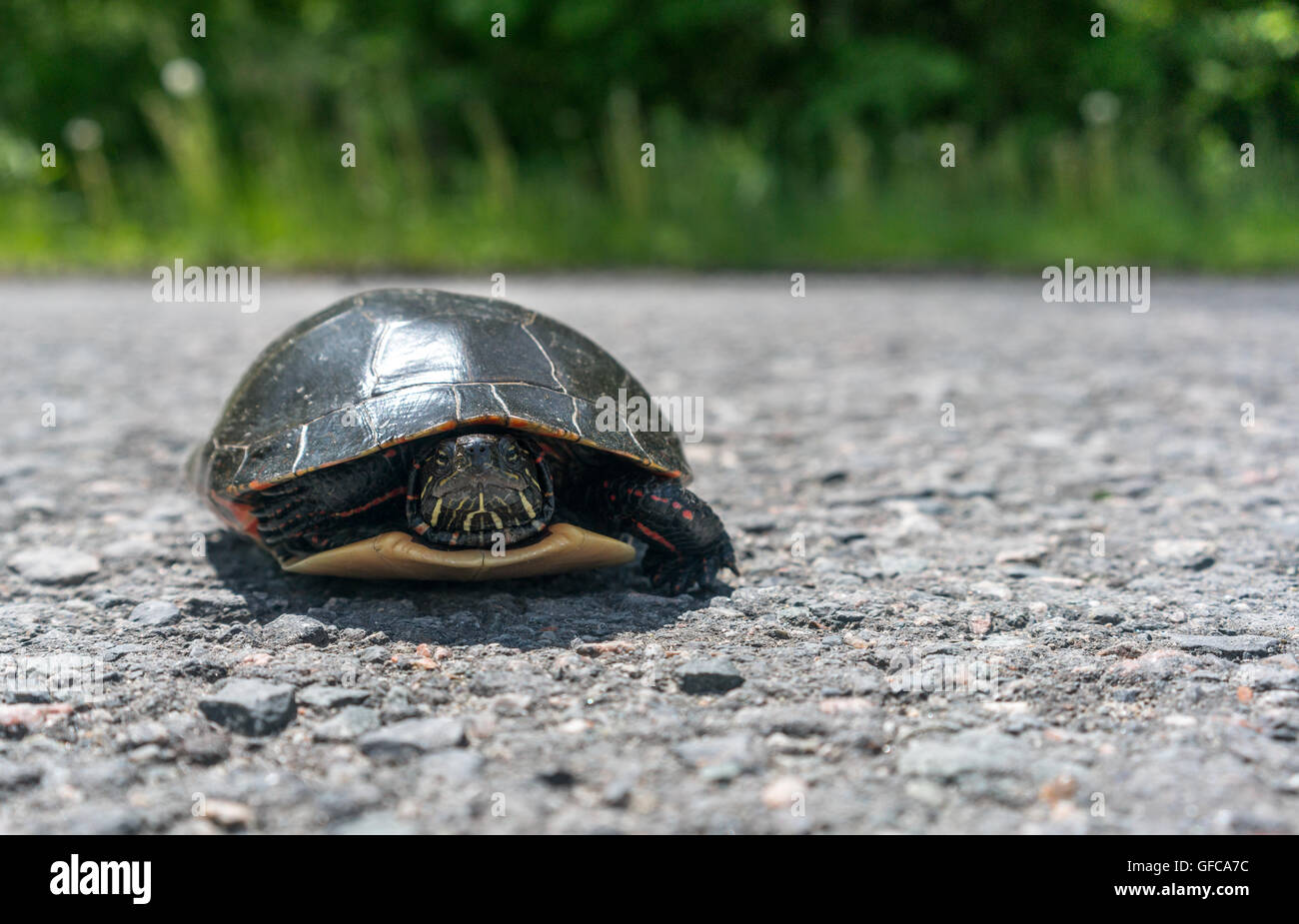 Traverser la route des tortues avec copie espace vide Banque D'Images
