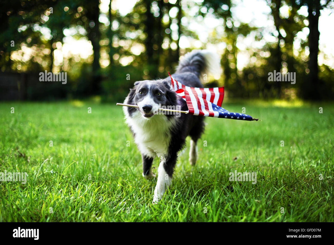 Chien heureux de jouer à l'extérieur et portant le drapeau américain Banque D'Images