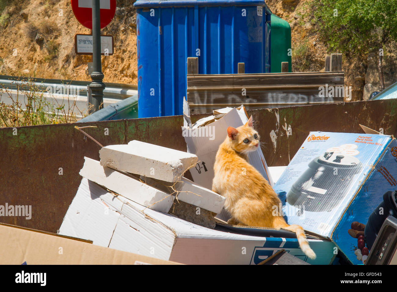 Chat tigré dans un container de recyclage. Banque D'Images