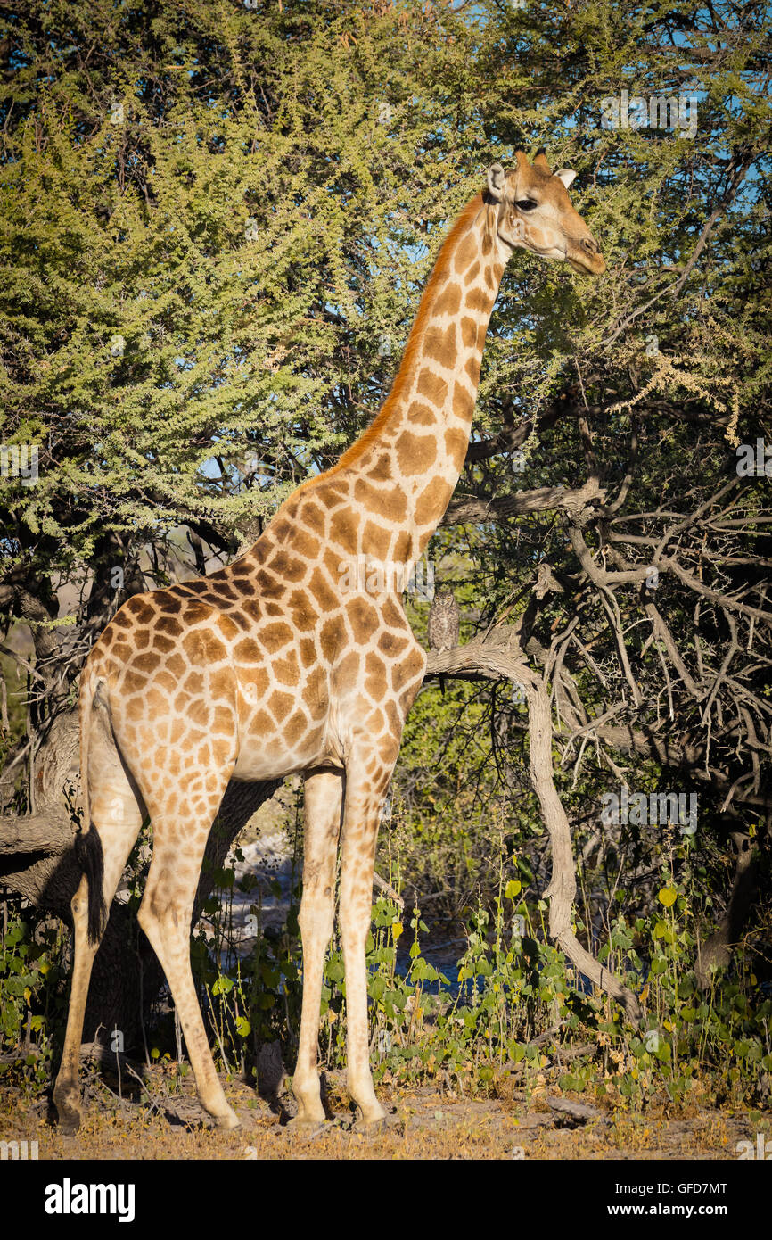 Girafe dans le parc national d'Etosha en Namibie, Afrique Banque D'Images
