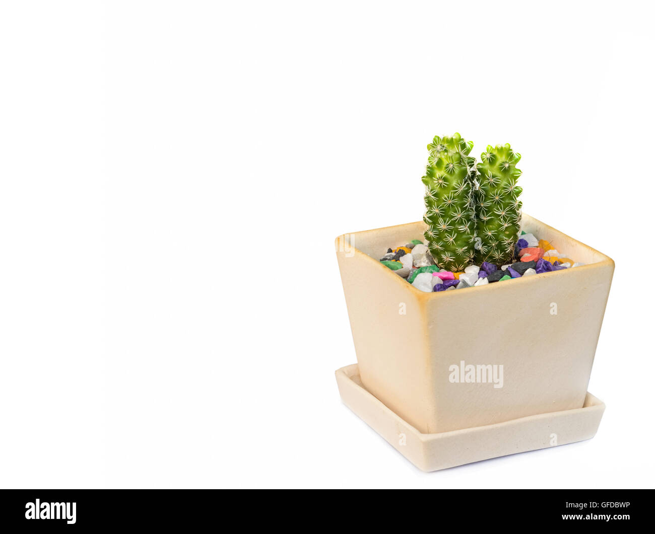 Cactus dans un pot isolé sur fond blanc. Banque D'Images