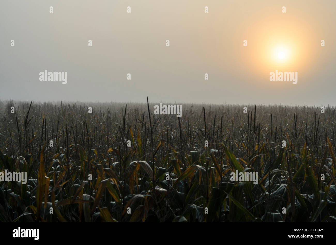 Mariaposching : champ de maïs dans le brouillard et le lever du soleil, de l'Allemagne, Bavière, Bayern, Niederbayern, Basse-Bavière Banque D'Images