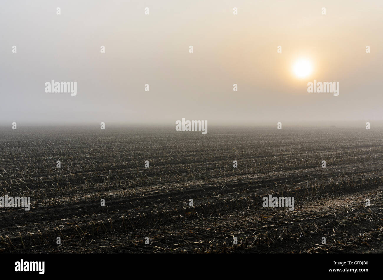 Mariaposching : champ récolté dans le brouillard et le lever du soleil, de l'Allemagne, Bavière, Bayern, Niederbayern, Basse-Bavière Banque D'Images