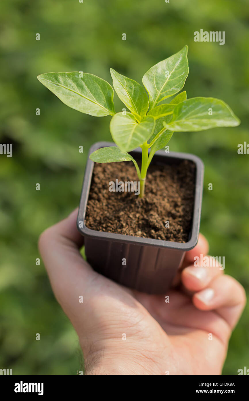 Des plantules de paprika dans les mains de l'agriculture Banque D'Images