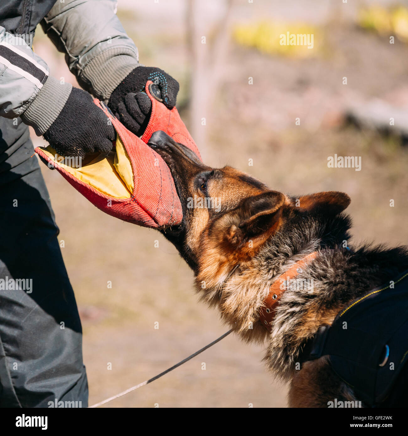 Formation de chien de berger allemand. Morsures de chien loup d'Alsace. Close Up Banque D'Images