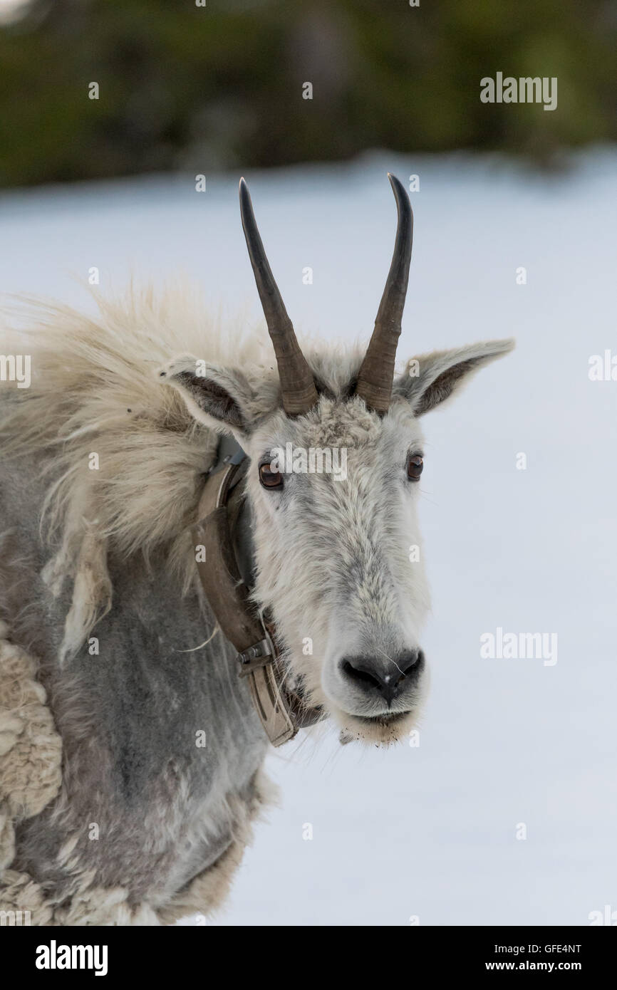 La Chèvre de montagne ressemble à l'appareil photo sur un patch de neige élevée dans les montagnes du Montana Banque D'Images