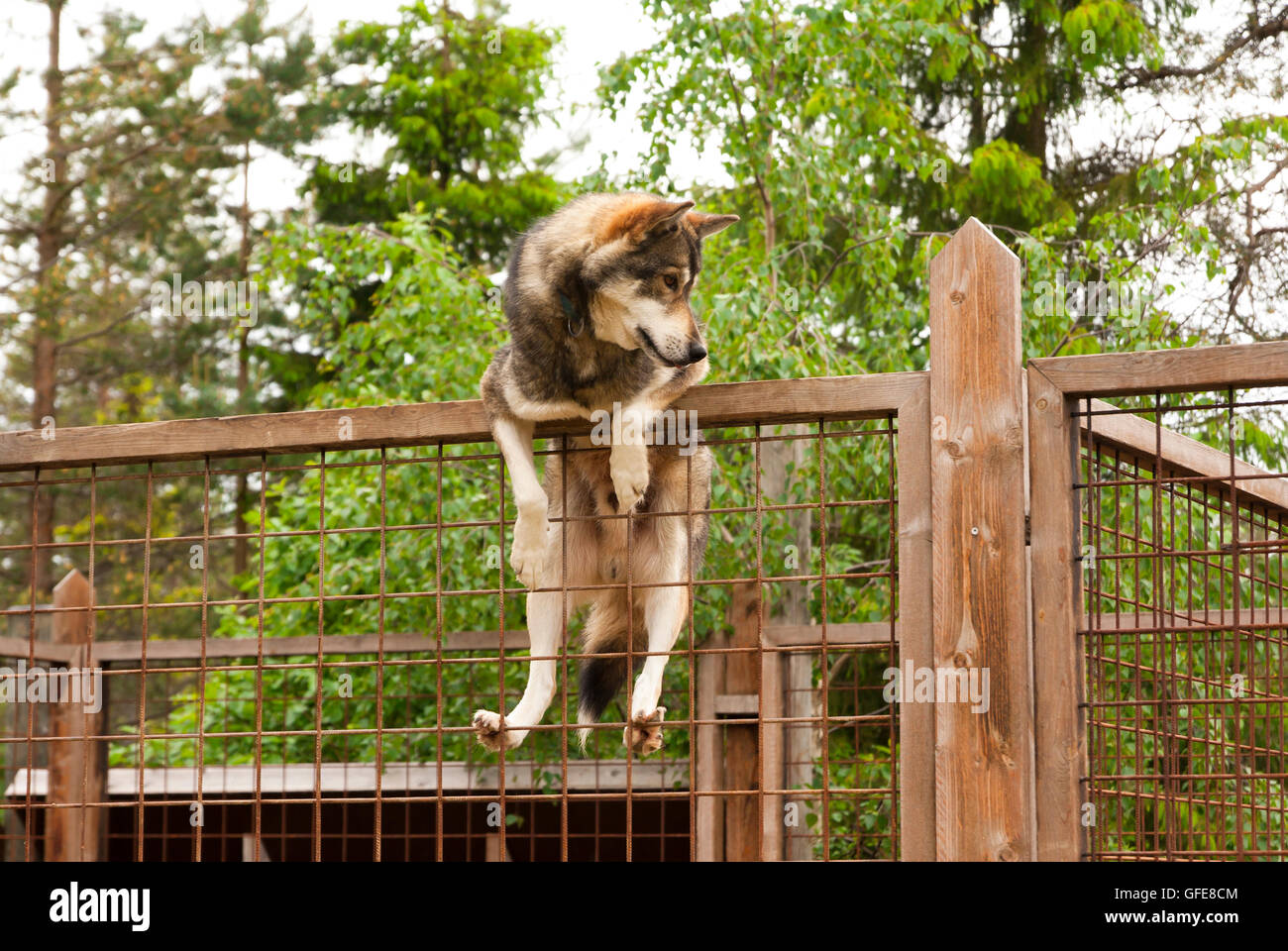 Ferme de Husky. Chien assis sur la clôture. La Finlande Banque D'Images
