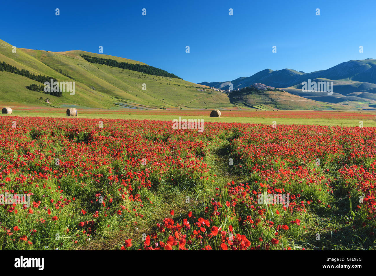 Coquelicots rouges floraison durant une journée d'été en Ombrie, Italie. Banque D'Images