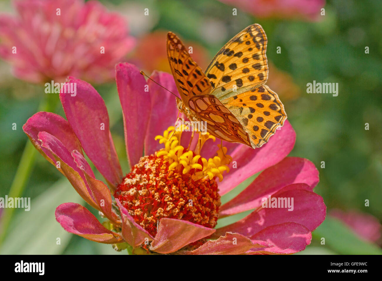 High brown fritillary papillon sur fleur zinnia rose Banque D'Images