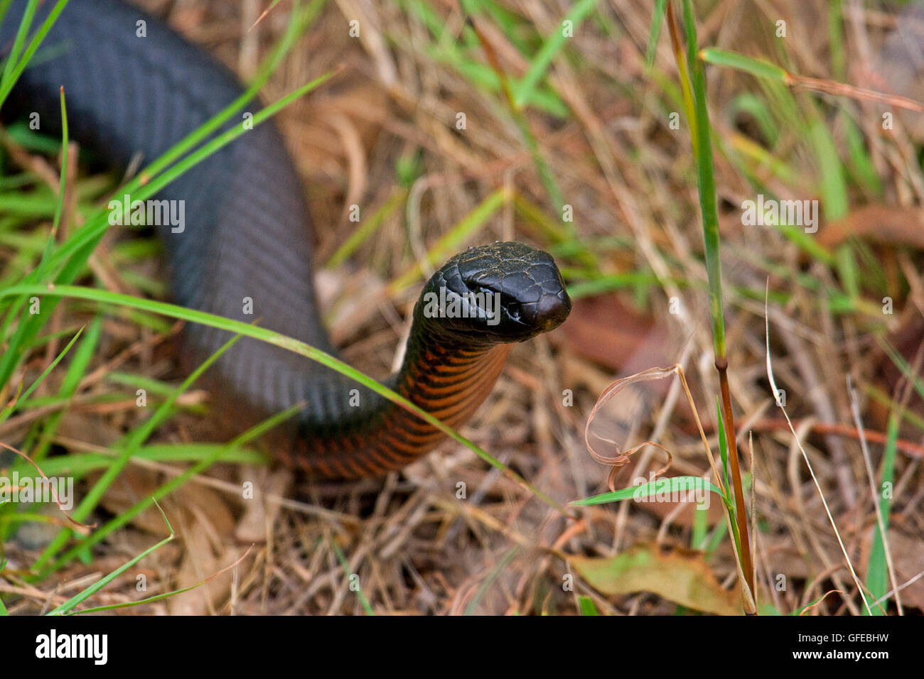 Serpent rouge et noir Banque de photographies et d’images à haute résolution Alamy Serpent rouge et noir Banque de photographies et d’images à haute résolution Alamy