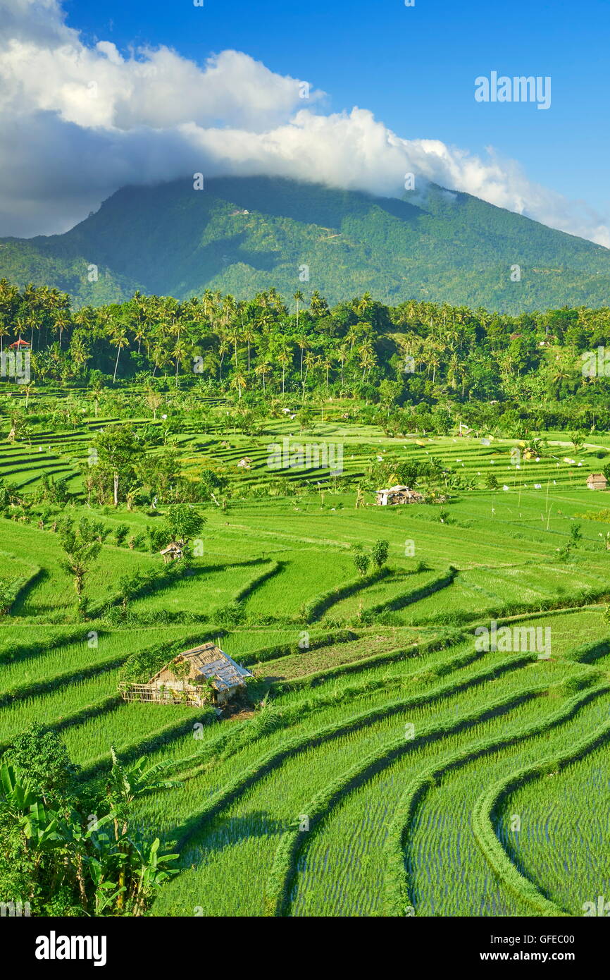 Terrasse de riz domaine paysage, Bali, Indonésie Banque D'Images