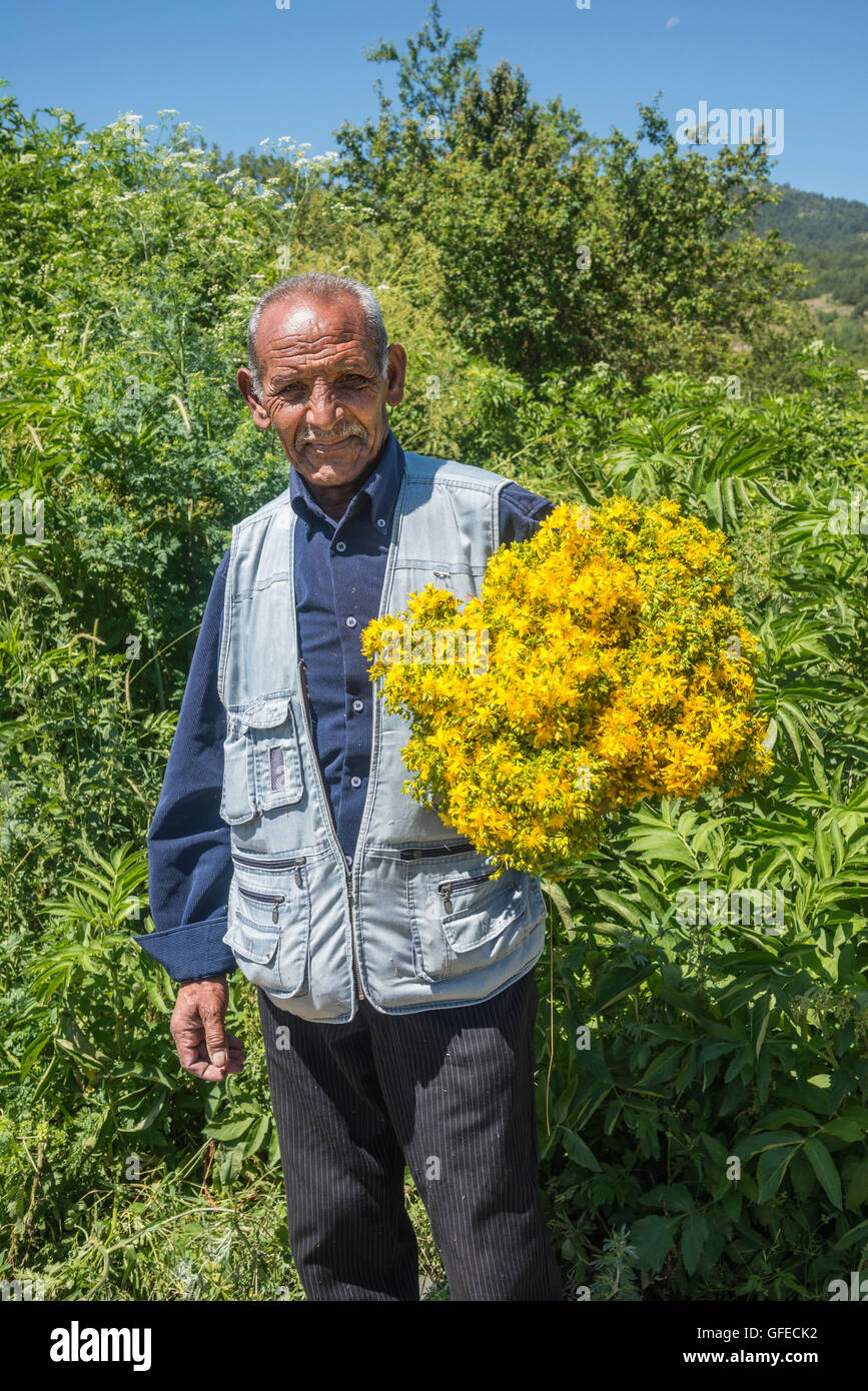L'homme de recueillir des fleurs de tilleul pour les médicaments à base de plantes, à l'utilisation/Voskopoja près de Korca dans le sud-est de l'Albanie. Banque D'Images