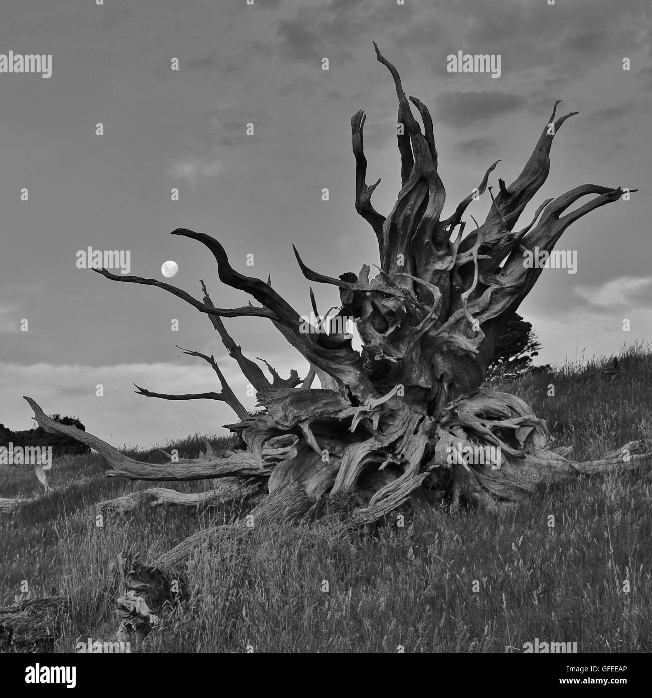 Racines d'un gros arbre tombé Banque D'Images