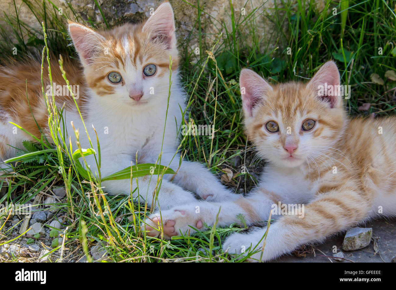 Chaton de couleur gingembre sur une ferme de Bavière ! Banque D'Images