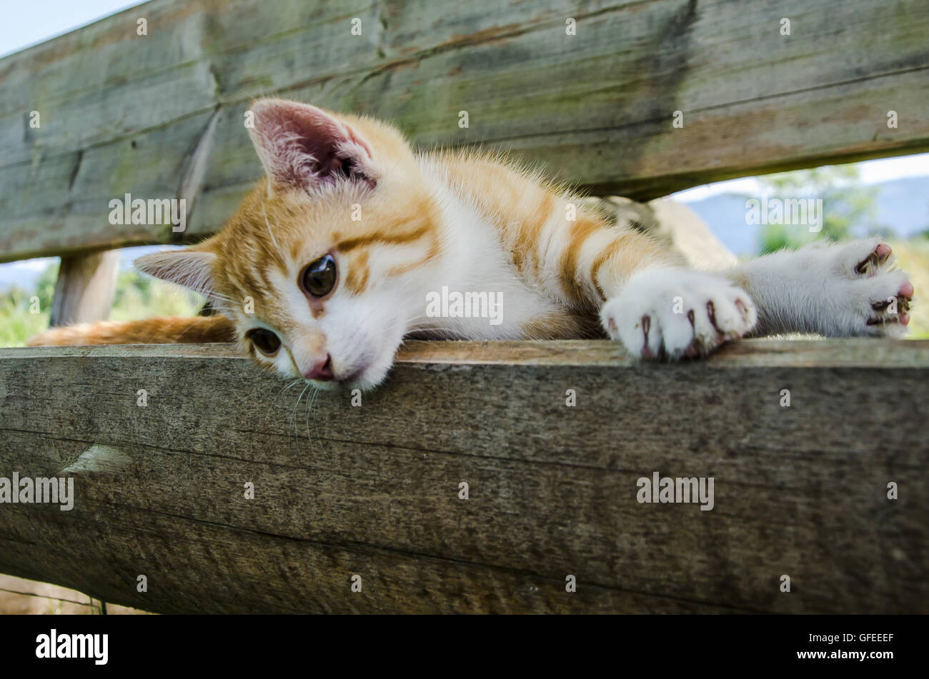 Totalement détendue - lécher sa patte - un chaton de couleur gingembre sur une ferme de Bavière ! Banque D'Images