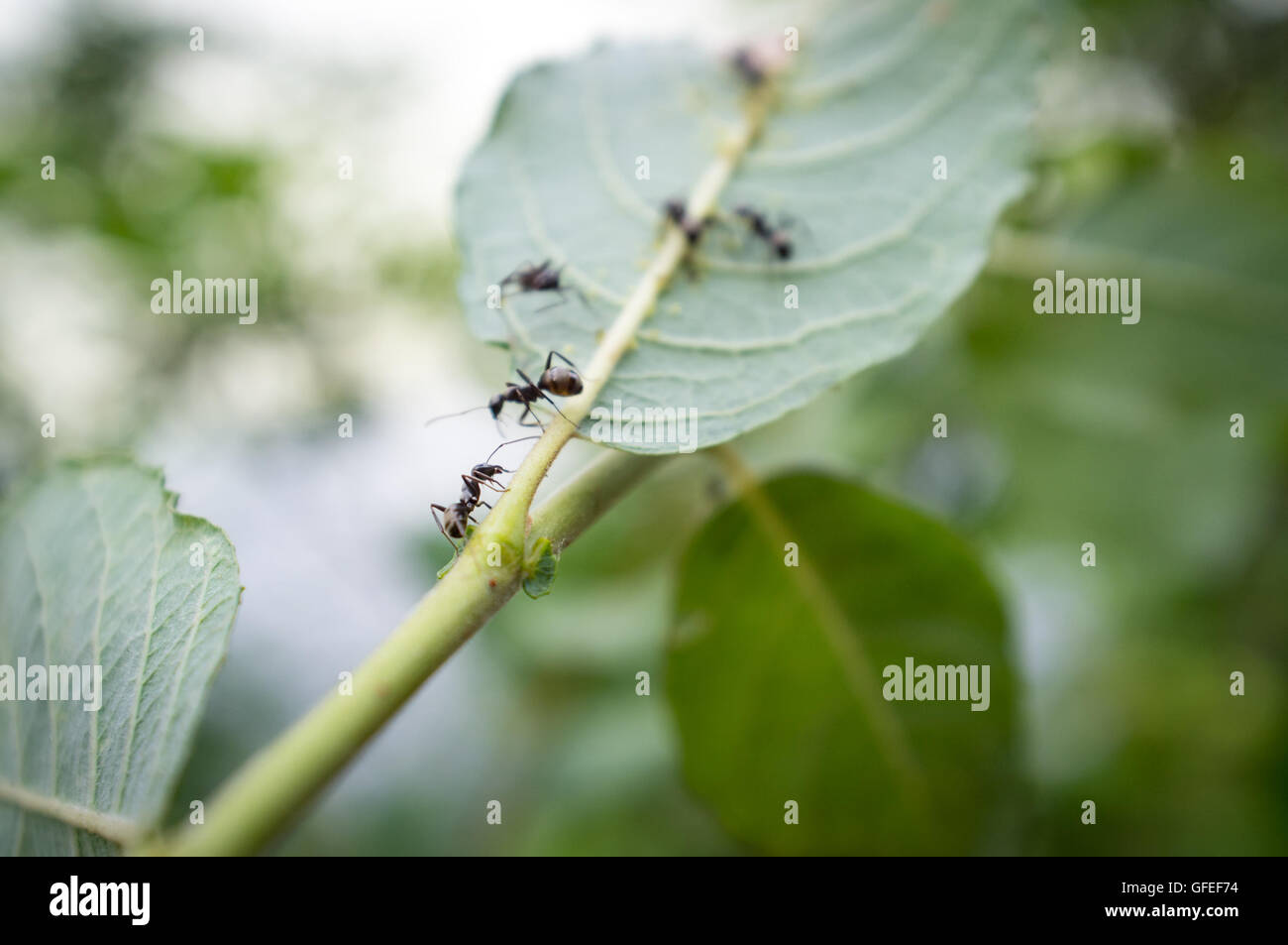 Le miel et la protection des fourmis tendant les pucerons dans leurs soins Banque D'Images