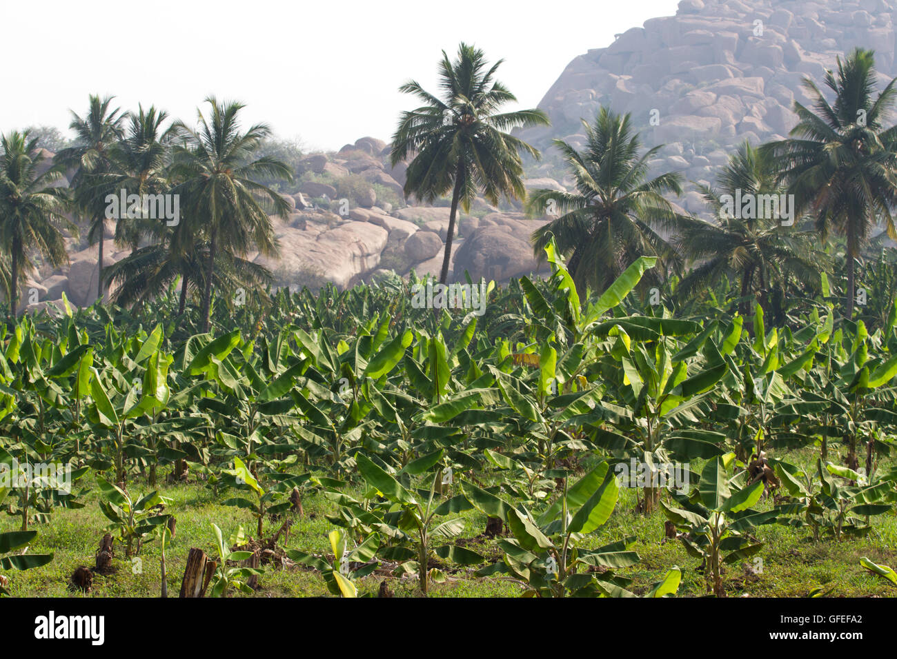 Bananeraie dans Humpi city, l'Inde, Karnataka. Ferme biologique de la production alimentaire Banque D'Images