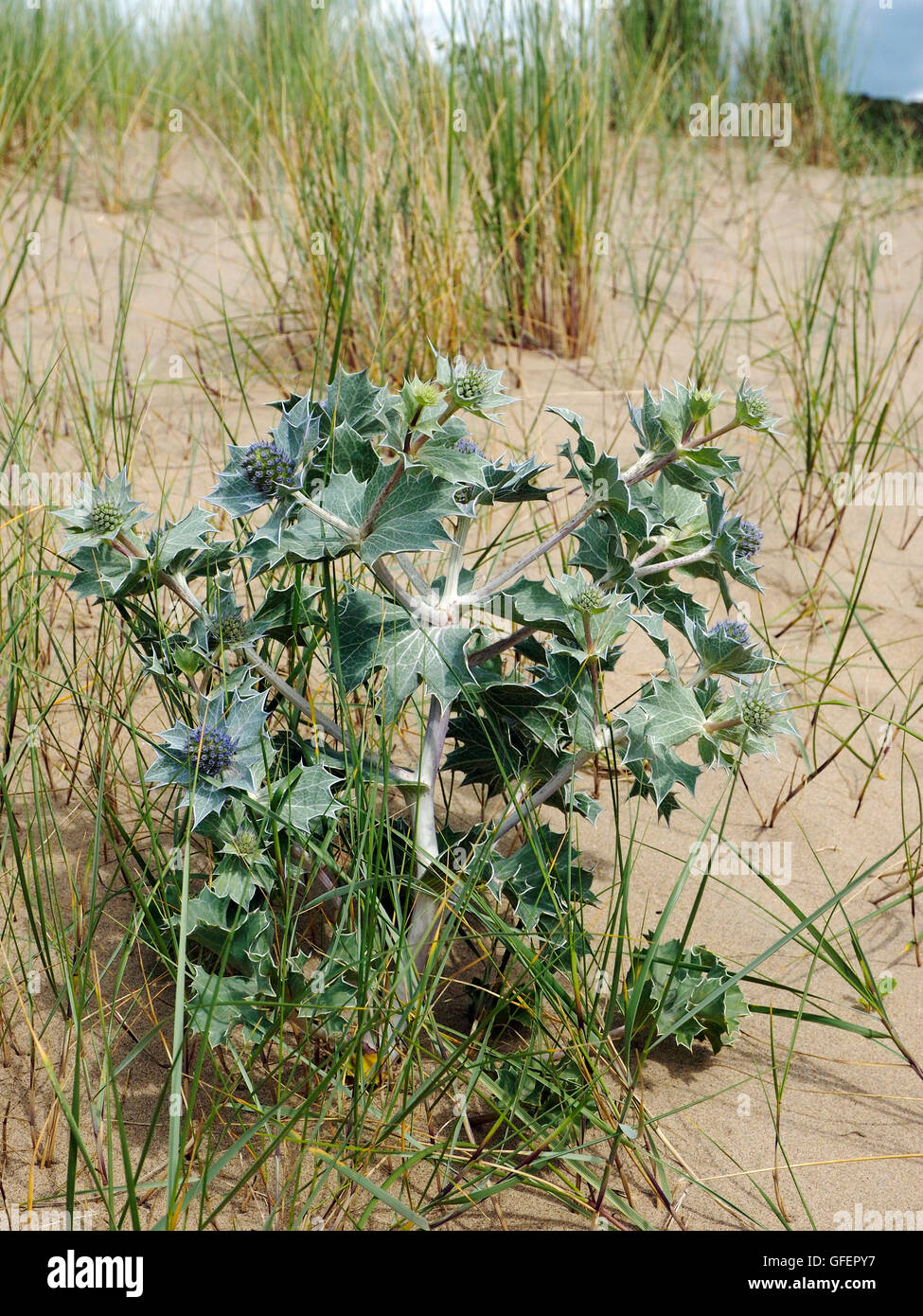 Holly mer sauvage (Eryngium maritimum) croissant sur les dunes de sable à trois rochers Bay sur Gower, Galles du Sud. Banque D'Images