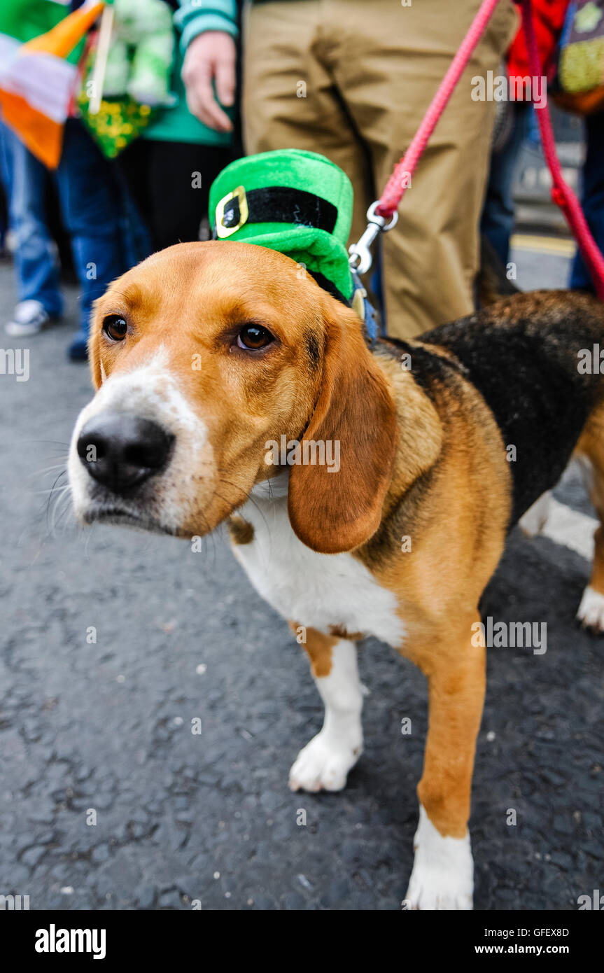 Belfast, Irlande du Nord. 16 mars 2014 - un chien portant un chapeau irlandais vert les montres de son défilé annuel de la St-Patrick Banque D'Images