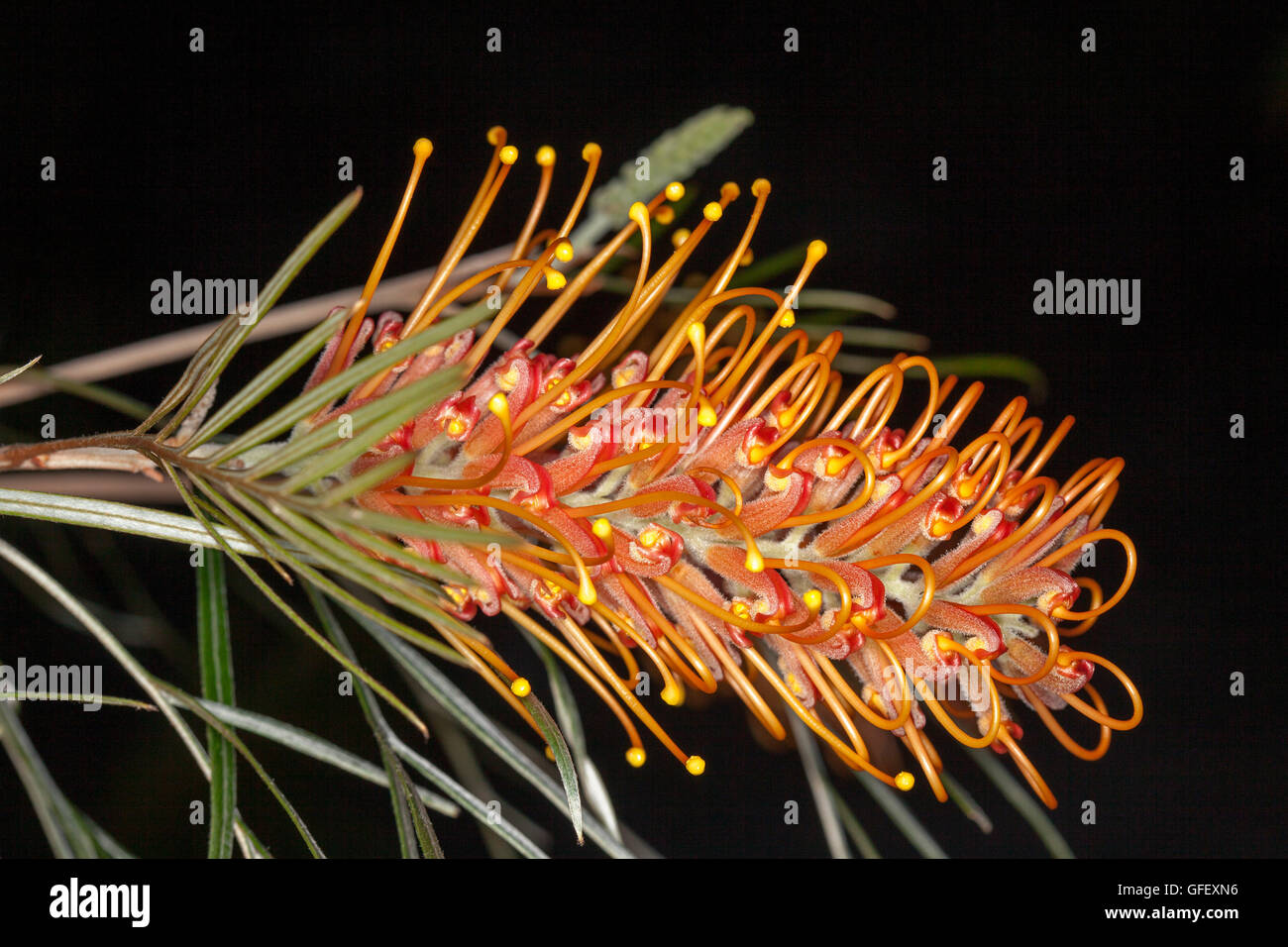 Lumineux spectaculaires fleurs orange profond & feuilles vert clair de Grevillea arbuste indigène australienne Barbara miel sur fond sombre Banque D'Images