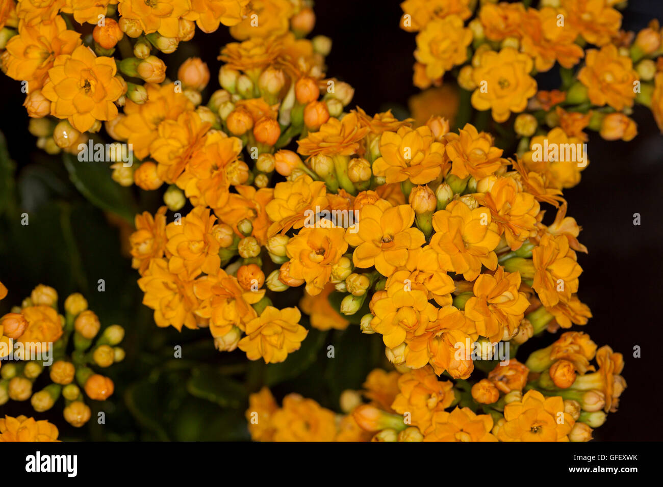 Close-up de grappe de fleurs jaune or double éclatantes de plante succulente Kalanchoe blossfeldiana hybrid Banque D'Images