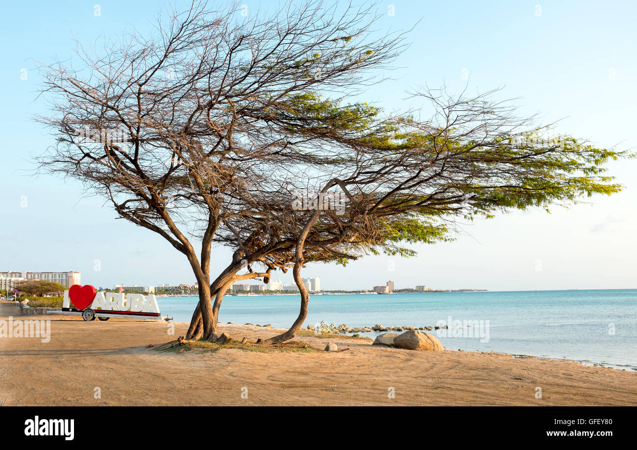 Divi Divi arbre sur l'île d'Aruba dans la mer des Caraïbes Banque D'Images