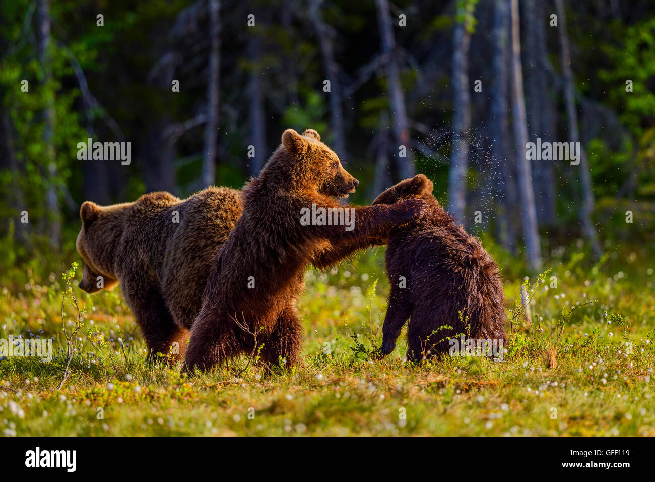 Brown bear cubs de jouer les uns avec les autres, en Finlande. Banque D'Images