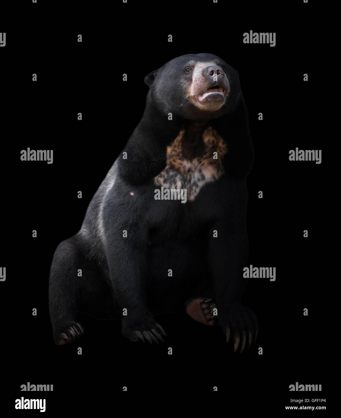 Soleil de Malaisie garder à l'arrière-plan sombre, lowkey Banque D'Images