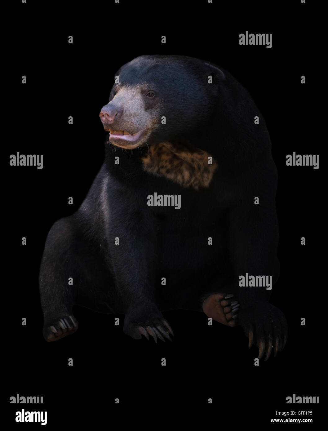 Soleil de Malaisie garder à l'arrière-plan sombre, lowkey Banque D'Images