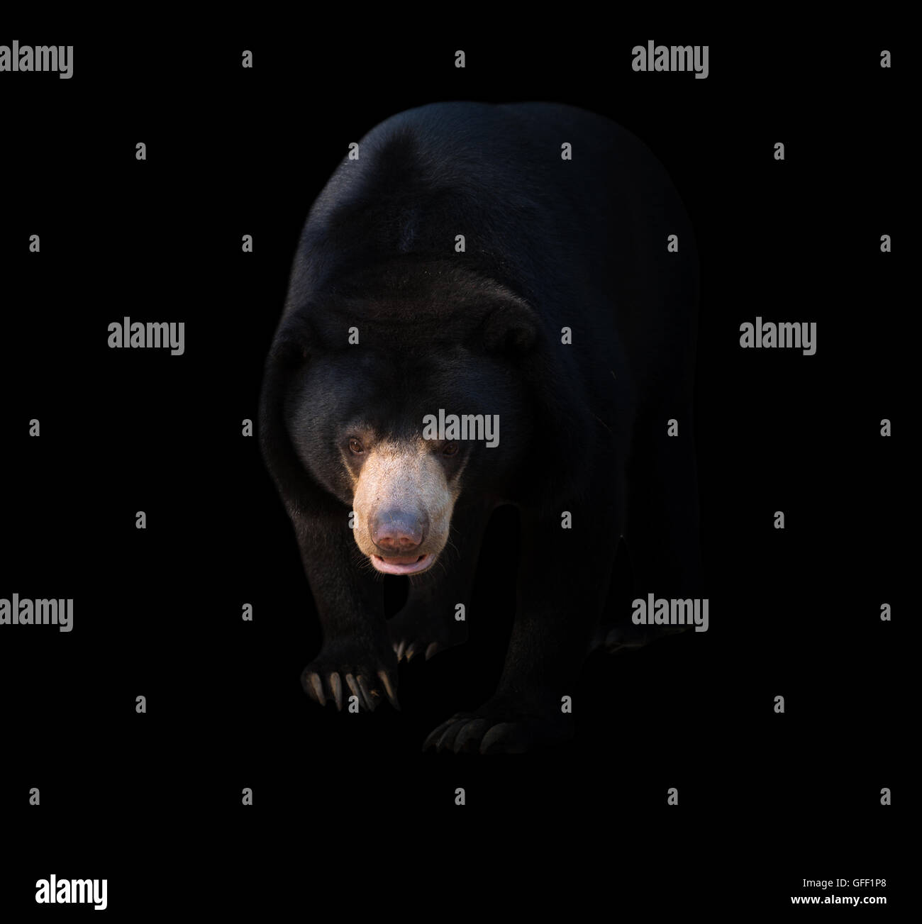 Soleil de Malaisie garder à l'arrière-plan sombre, lowkey Banque D'Images