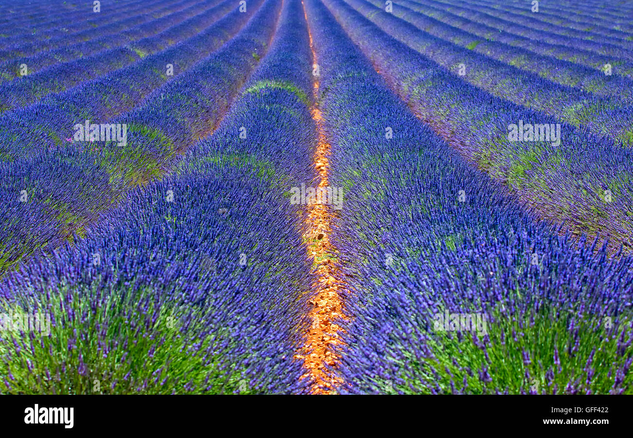 Paysage en Luberon, France Banque D'Images