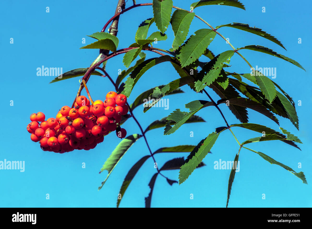 Sorbus aucuparia, communément appelé rowan et mountain-ash berries Banque D'Images