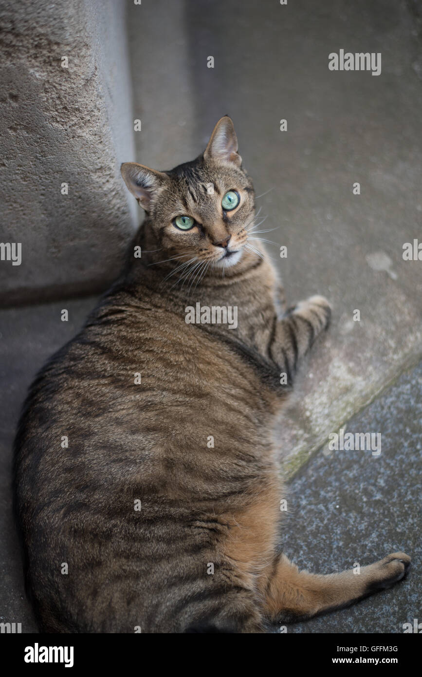 Chubby gris cat aux yeux verts portant sur une passerelle à Paris Banque D'Images